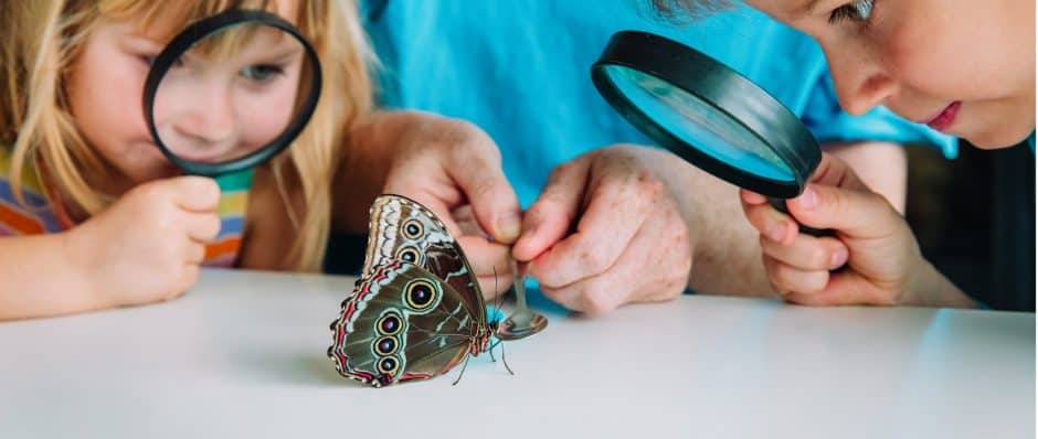 Kids magnifying a butterfly